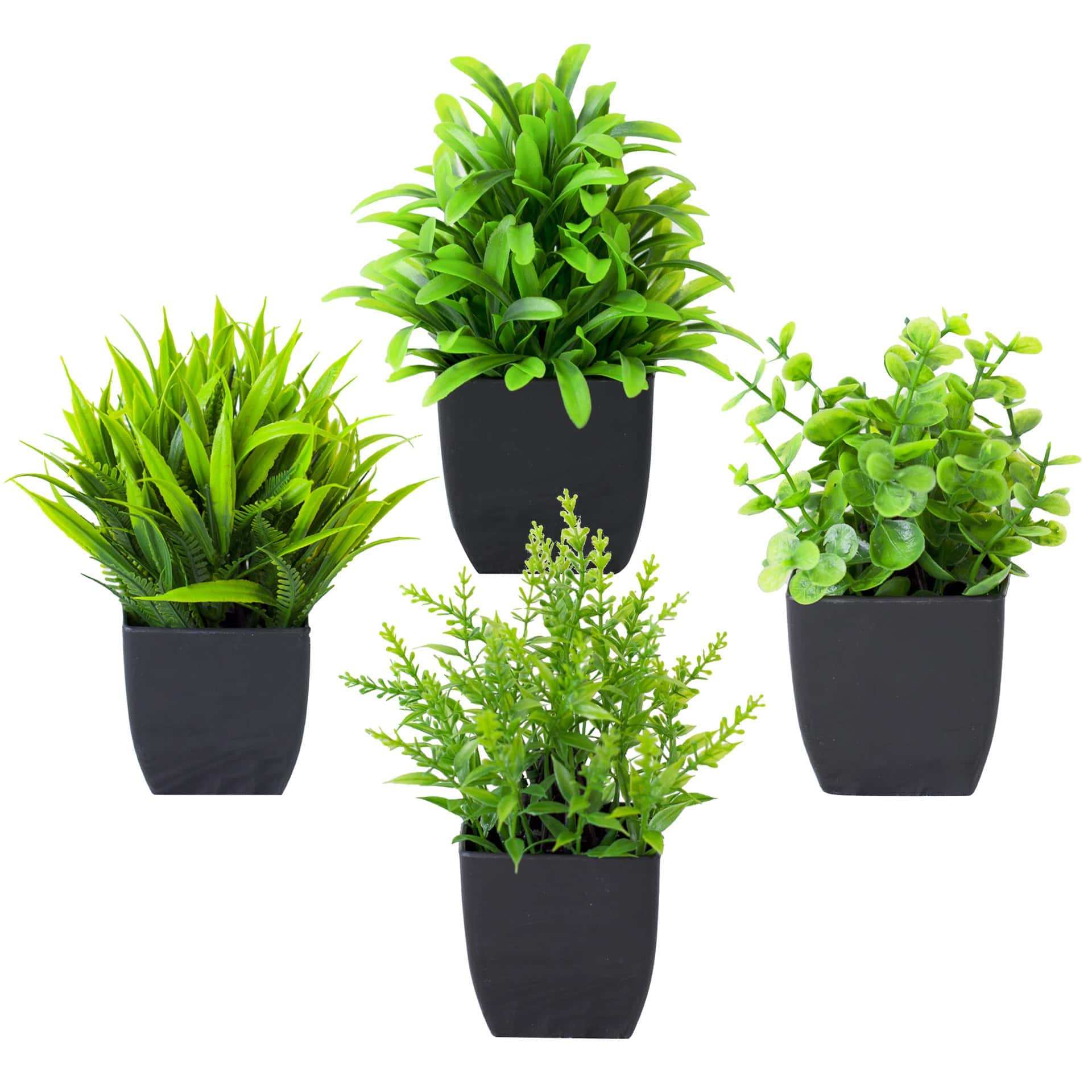 Home Office Layout - 1 Pezzo Mini Pianta di Eucalipto